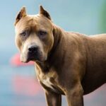 Raza pitbull: Mujer resultó herida tras el ataque de un perro dentro de una urbanización