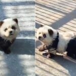 Pintan a perritos para que parezcan osos panda, en China