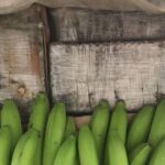 Rusia incauta 60 kilos de cocaína en un barco con bananos procedente de Ecuador