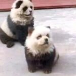 Un zoológico engaña al público tiñendo a perros para hacerlos pasar por osos panda: “Es para aumentar la diversión”