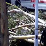 Dos niños murieron tras ser aplastados por un árbol en un parque de Cuenca