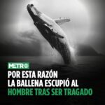 Por esta razón la ballena no se comió a hombre de 24 años en Chile