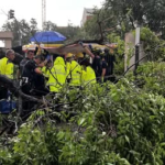 Herida grave una mujer al caerle encima un árbol a causa de una tormenta en Madrid
