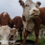 La multimillonaria estafa de las “vacas virtuales” que sacude a Uruguay, uno de los países más ganaderos del mundo