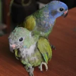 2 procesados son sentenciados por delitos contra la fauna silvestre