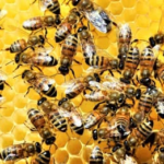 Una veintena de heridos, tres muy graves, por picaduras de abejas en el centro de Francia