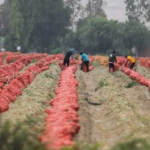 Sembradíos pudriéndose, campos vacíos y temor entre trabajadores migrantes por las redadas del ICE