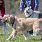 Obligados a convivir: la controvertida propuesta de ley australiana que exige pasar tres horas diarias con tu perro