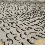 Procesados que tenían en su poder 6.300 caballitos de mar irán a juicio directo