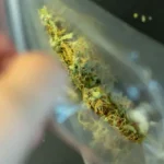 5 implicados en el expendio de drogas en centros nocturnos son procesados