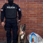 Frustramos el envío de droga valorada en más de 330 mil dólares