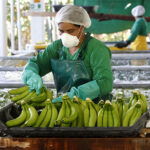 Exportaciones de banano crecieron un 3,51% de enero a septiembre