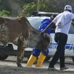 4 personas irán a juicio directo por presunto abigeato