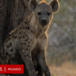 El momento en el que un león salva a una hiena preñada de una jauría de perros salvajes