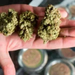 3 procesados por presunto tráfico de marihuana en Manabí