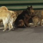 La verdad tras la huida de película de siete perros ‘secuestrados’ en China