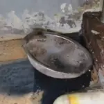 Ratas en la cocina: Arcsa clausura restaurante de comida china en el centro de Guayaquil