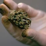 Procesado por presunto tráfico de marihuana