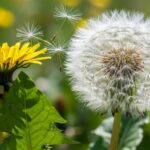 Diente de león: la planta que gana interés científico por sus efectos en huesos, hígado y nivel de azúcar en sangre