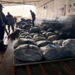 21 mil aletas de tiburón fueron decomisados en el aeropuerto de Guayaquil