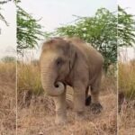 El milagro de Bani, la elefante que fue atropellada por un tren y vuelve a caminar gracias a este invento