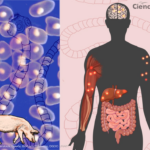 El complejo ciclo de vida del párasito La Solitaria, un desafío médico y social