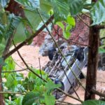 ¡Lograron salir a tiempo antes de ser arrastrados por la creciente!