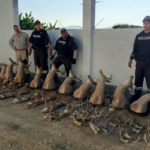 Fiscalía procesa a una persona por el delito contra la flora y fauna silvestres