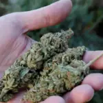 Pena de 19 años por tráfico de marihuana y cocaína en el norte de Quito