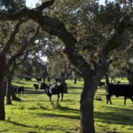 Un toro se escapa de una finca de Villalba y deja tres heridos en su recorrido