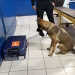 Policía Nacional frustró envío de cocaína con destino a Estados Unidos
