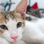 Gatoterapia, descubre los efectos beneficiosos de vivir con un gato
