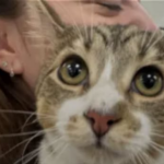 La historia de Toby, el gato con 28 dedos que encontró un hogar y un récord Guinness