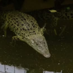 El niño de tres años arrojado a un foso de cocodrilos se somete a “múltiples cirugías” y afronta “un largo camino a la recuperación” 