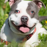 Ciego y dos veces abandonado: la historia de Bruno, el ‘american bully’ que ha dejado en estado grave a una mujer en Mallorca