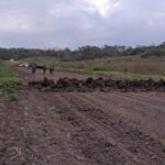 POLICÍA INUTILIZA PISTA CLANDESTINA QUE PRESUNTAMENTE SERÍA UTILIZADA PARA ACTIVIDADES ILÍCITAS EN COLIMES