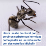 Hasta un año de cárcel por servir un sorbete con hormigas como postre en un restaurante con dos estrellas Michelin