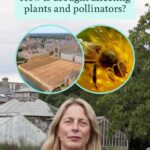 Cómo afecta la sequía a las plantas y a los polinizadores: análisis de expertos