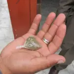 Fiscalía obtiene sentencia de 19 años por tráfico de marihuana