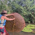 ¿Qué es un nenúfar? Todo sobre la “Victoria colombiana”, el gigante que impresionó a la ciencia