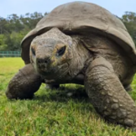 El análisis genético del animal terrestre más antiguo del mundo revela el secreto de su longevidad (194 años).